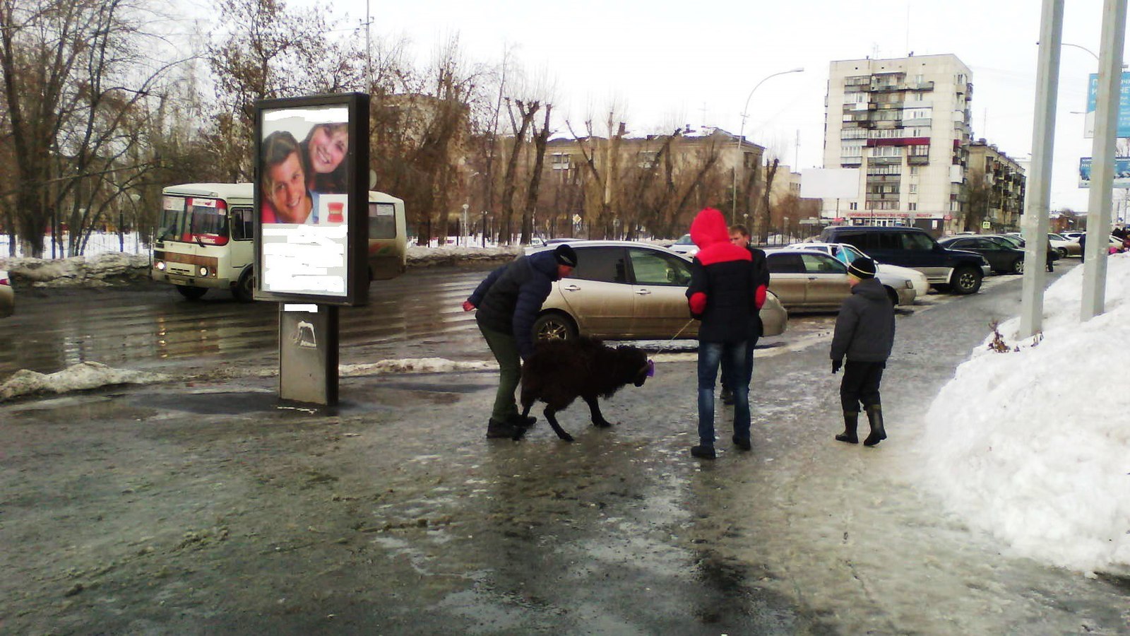 The boys won a ram at Shrovetide, but... - Rams, Maslenitsa, The photo, Mound