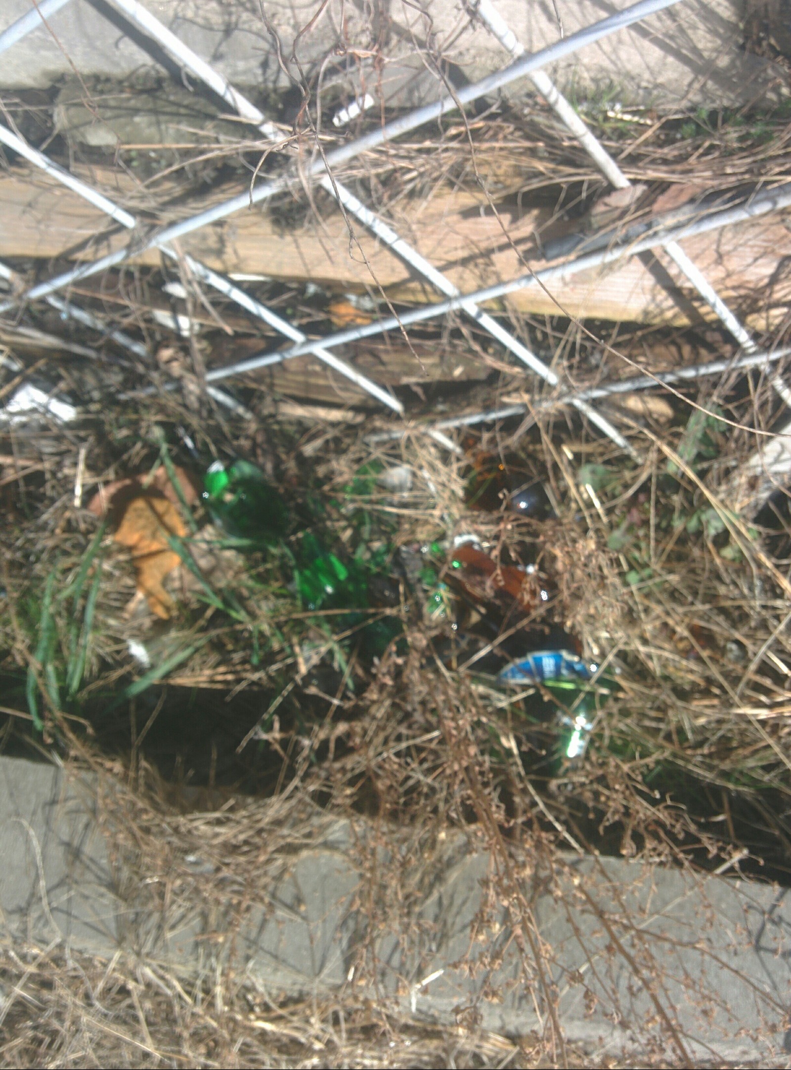 Russian Railways beat bottles along the Adler railway. - My, Russian Railways, Empty bottles, Glass, Dog, Garbage, Longpost