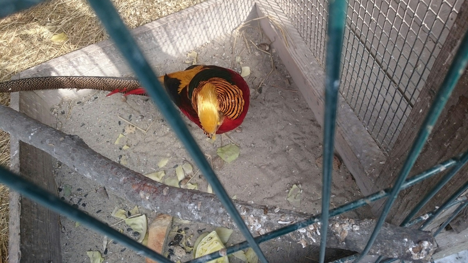 golden pheasant. - My, Zoo, Pheasant, Longpost