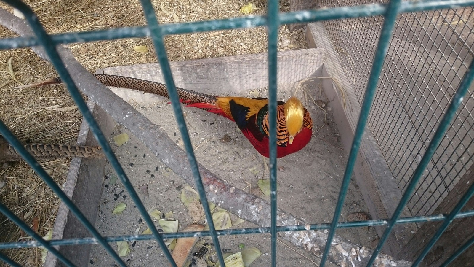 golden pheasant. - My, Zoo, Pheasant, Longpost