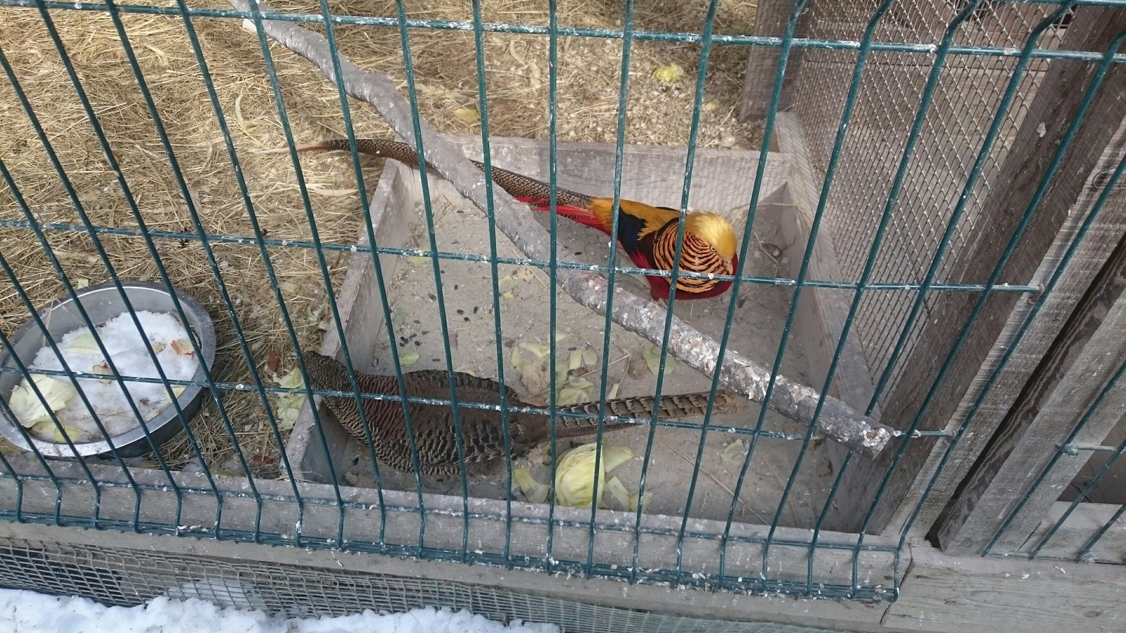 golden pheasant. - My, Zoo, Pheasant, Longpost