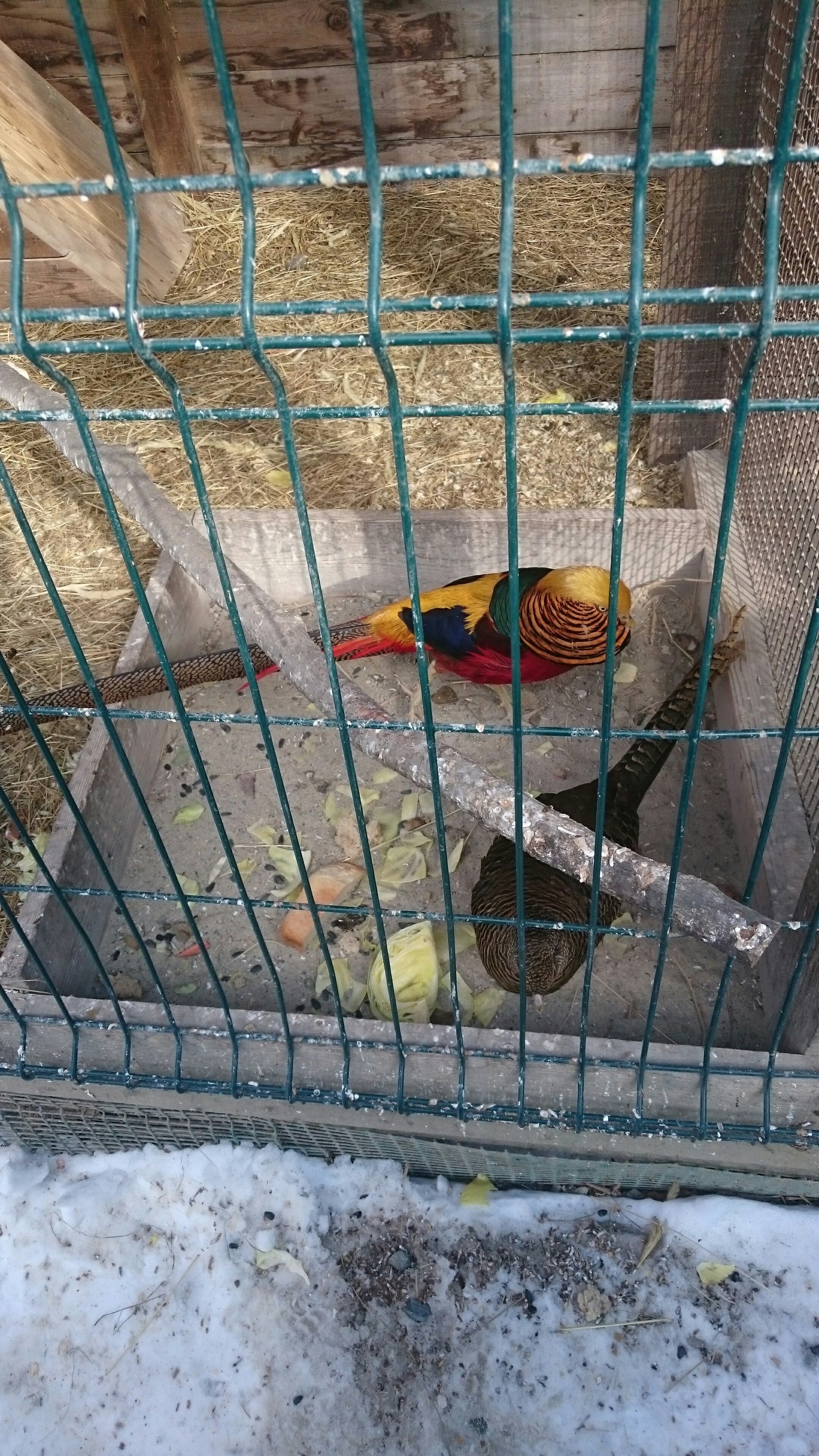 golden pheasant. - My, Zoo, Pheasant, Longpost