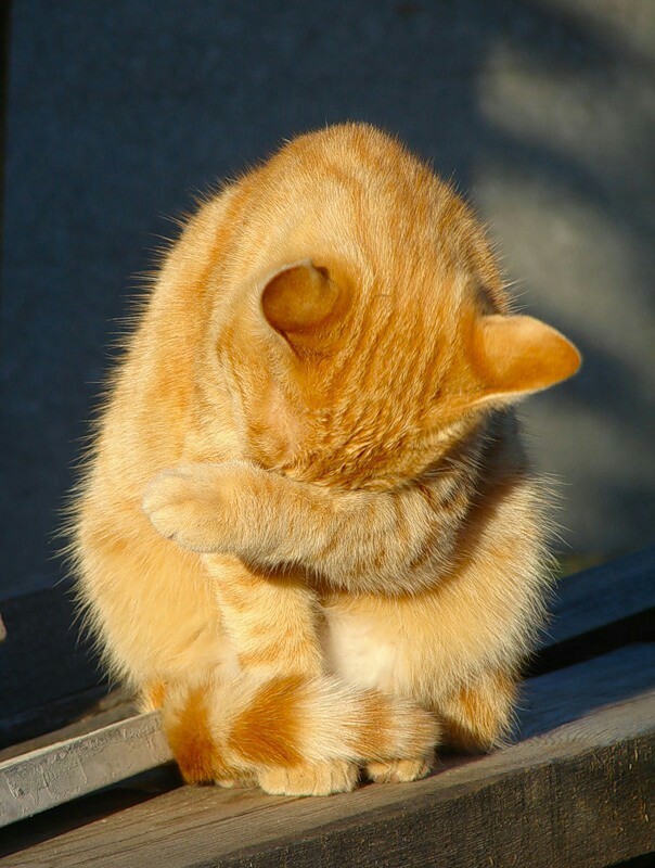 Peekaboo, hello) - My, cat, looking for friends