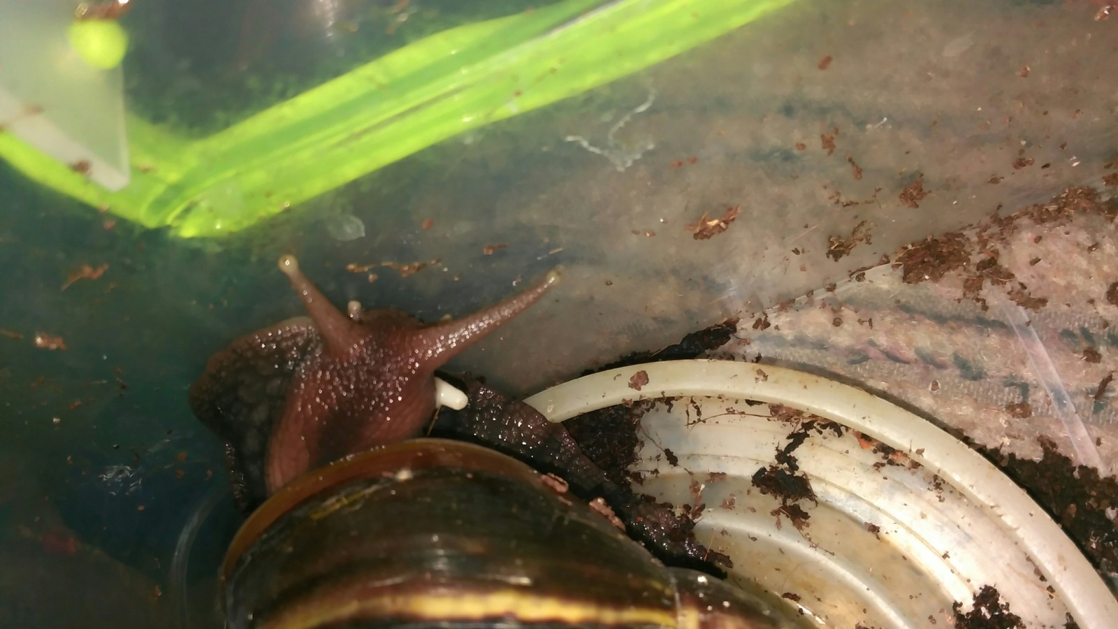 Вротмненоги Членмневшею | Пикабу