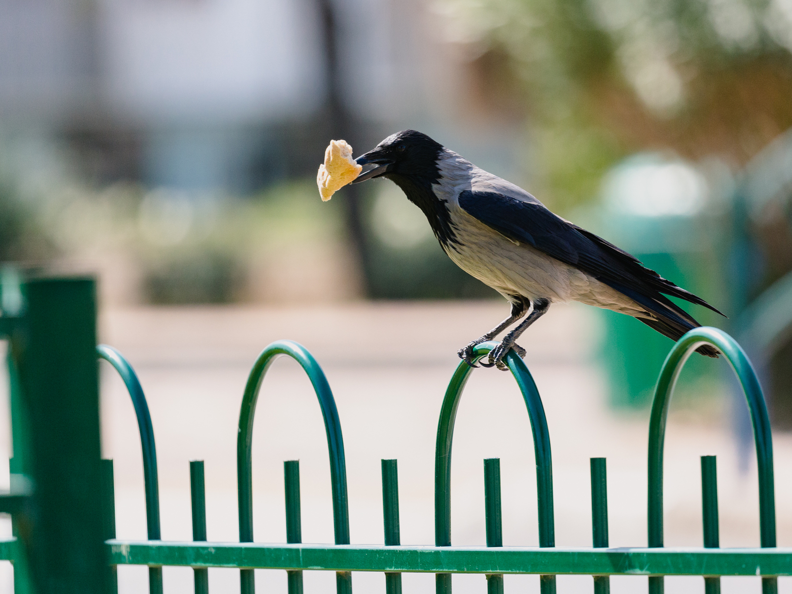 Photo hunting around the house. Yesterday. - My, The photo, Birds, Longpost