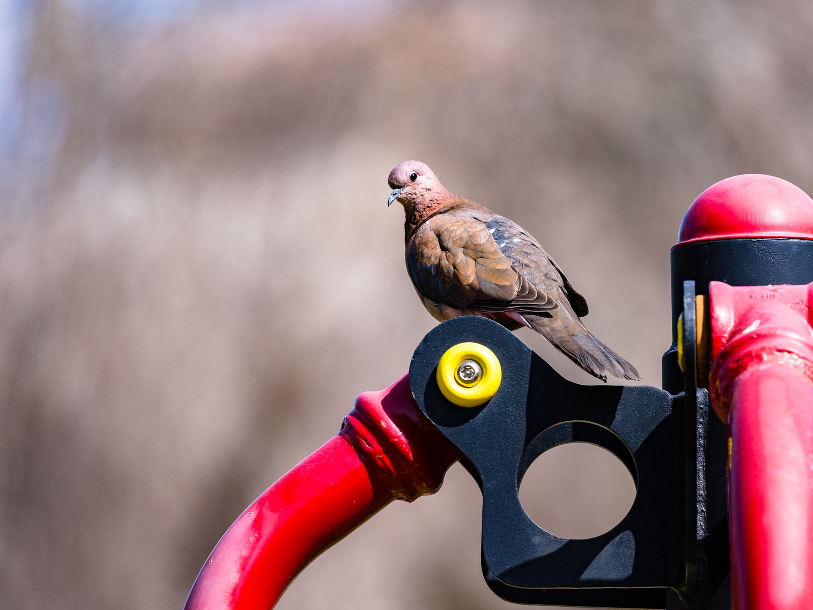 Photo hunting around the house. Yesterday. - My, The photo, Birds, Longpost