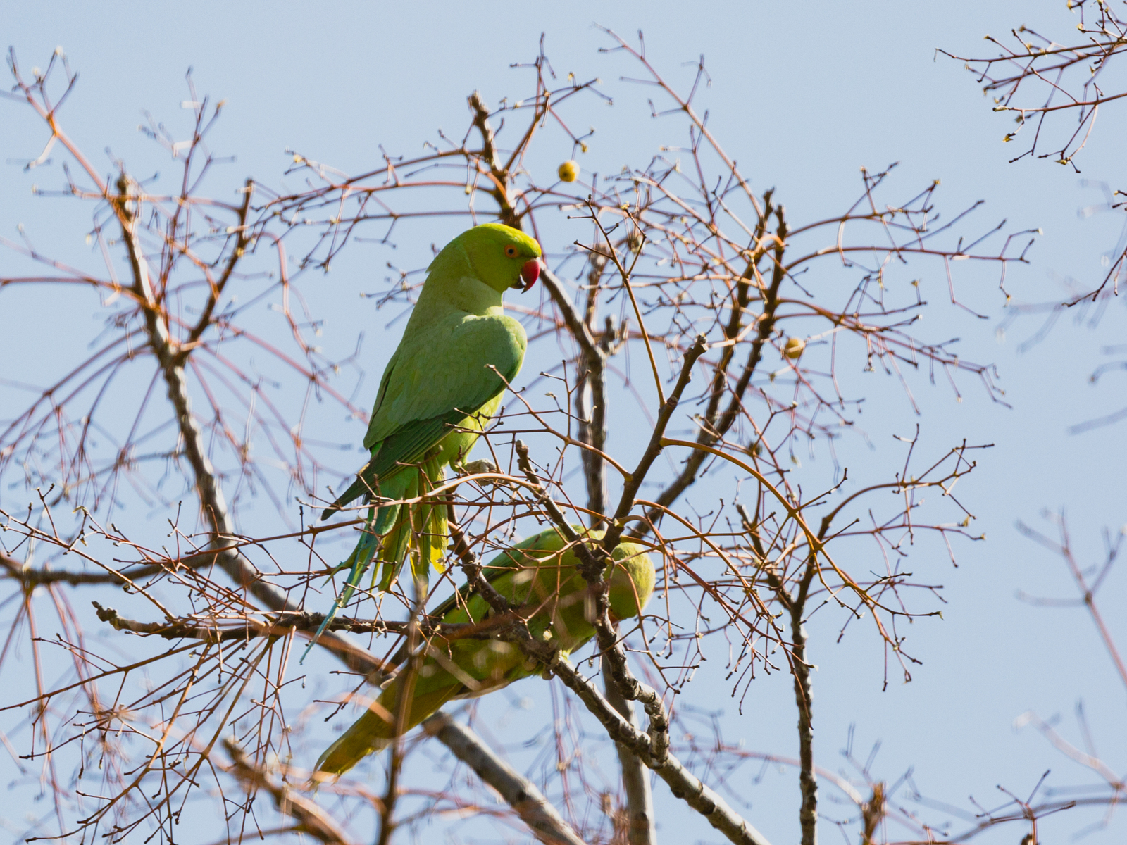 Photo hunting around the house. Yesterday. - My, The photo, Birds, Longpost