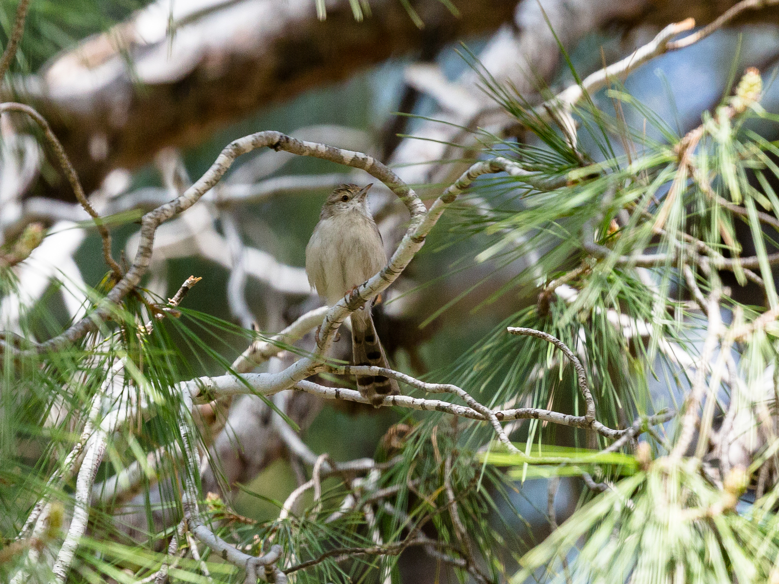 Photo hunting around the house. Yesterday. - My, The photo, Birds, Longpost