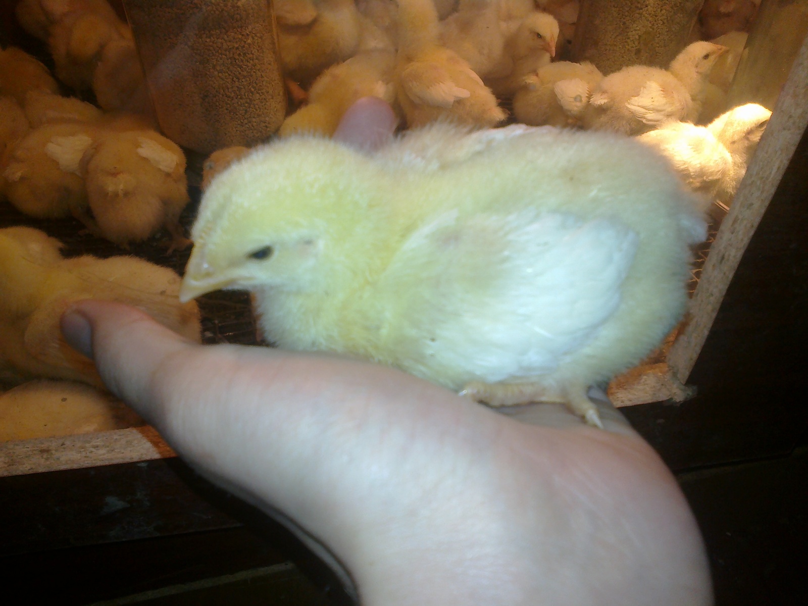 COBB-500 day seven - My, White chicks, Farm, Broilers, Longpost