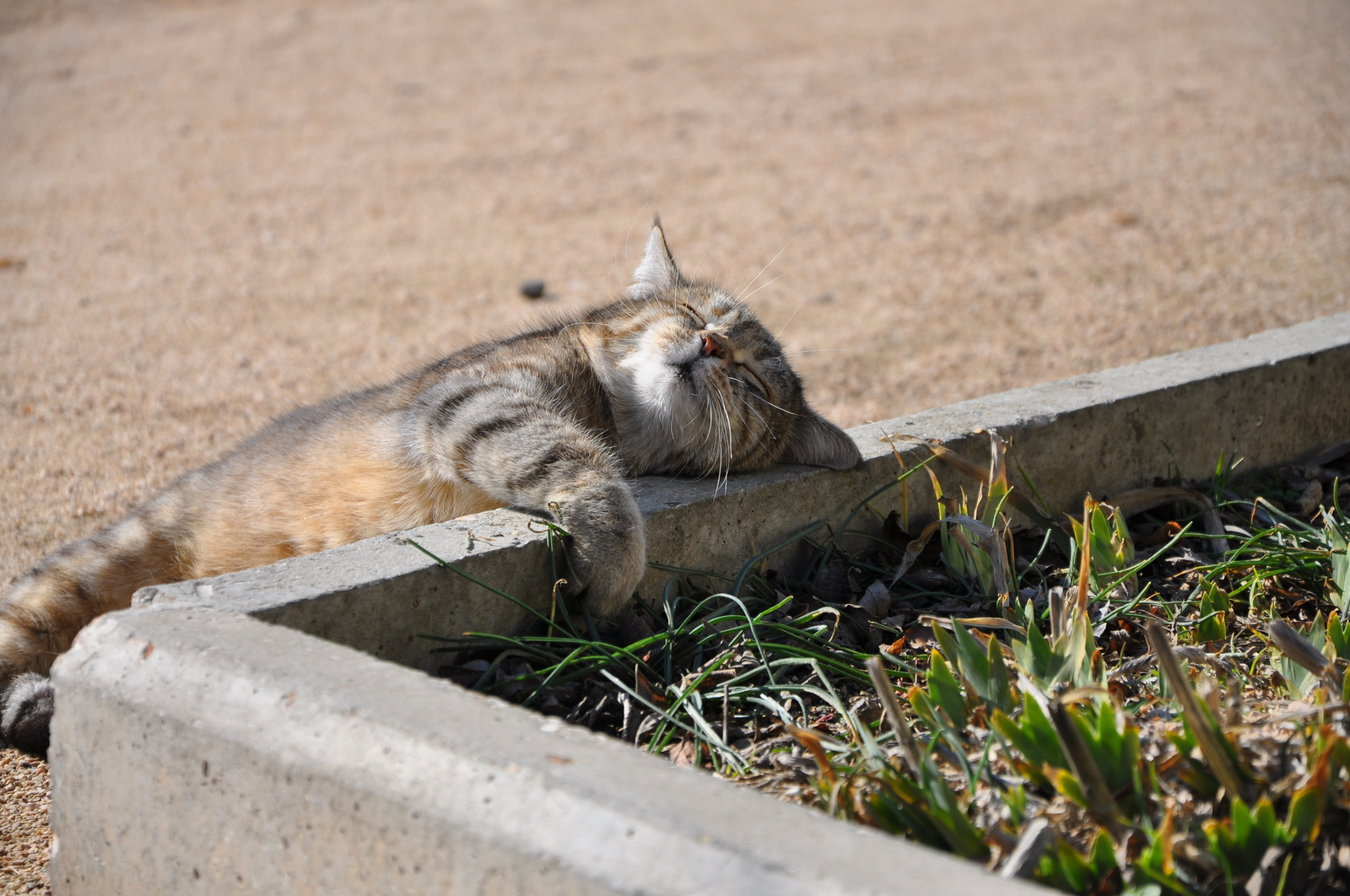 Basking in the sun - My, Heat, The sun, Spring, cat