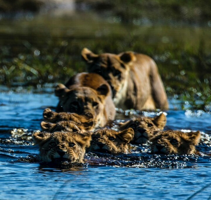 Pride of Lviv swims across the river - The photo, a lion, River, Africa