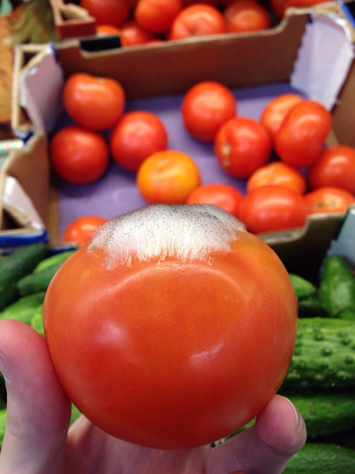 Market tomato - My, Score, Tomatoes, Pyaterochka, Mold, Mushrooms, Salad