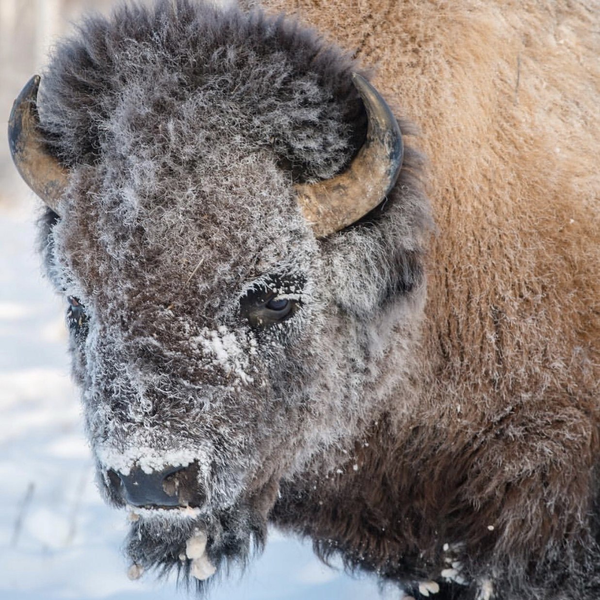 From Canada to Yakutia, bison returned to their prehistoric homeland - Yakutia, Buffalo, , Canada, Interesting, Story, The photo, Longpost