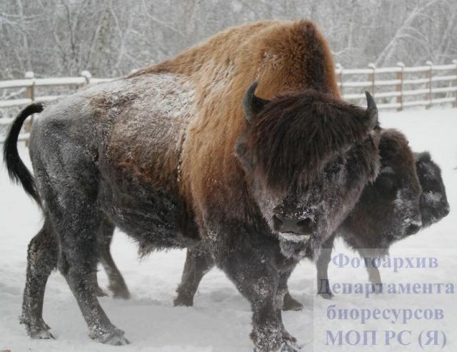 From Canada to Yakutia, bison returned to their prehistoric homeland - Yakutia, Buffalo, , Canada, Interesting, Story, The photo, Longpost