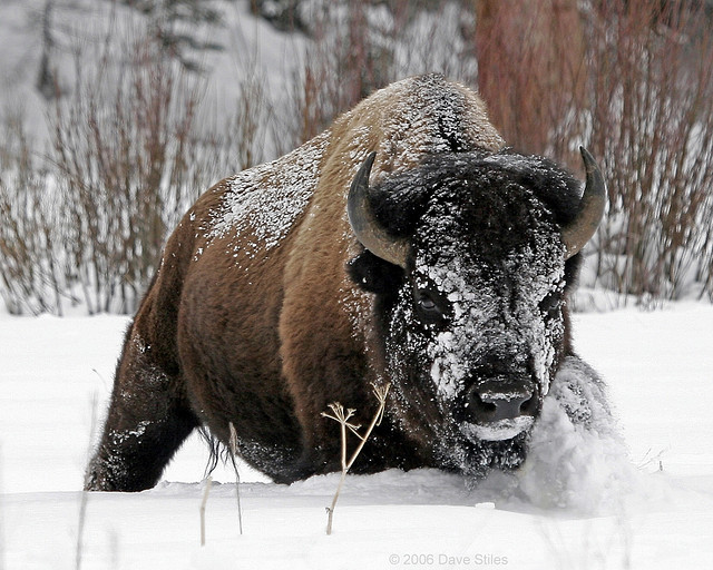 From Canada to Yakutia, bison returned to their prehistoric homeland - Yakutia, Buffalo, , Canada, Interesting, Story, The photo, Longpost