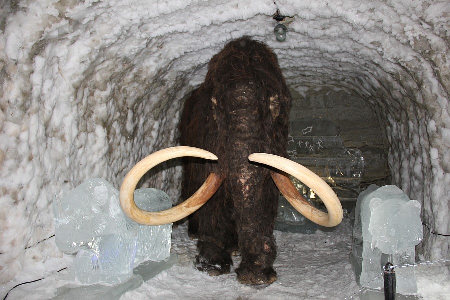 From Canada to Yakutia, bison returned to their prehistoric homeland - Yakutia, Buffalo, , Canada, Interesting, Story, The photo, Longpost