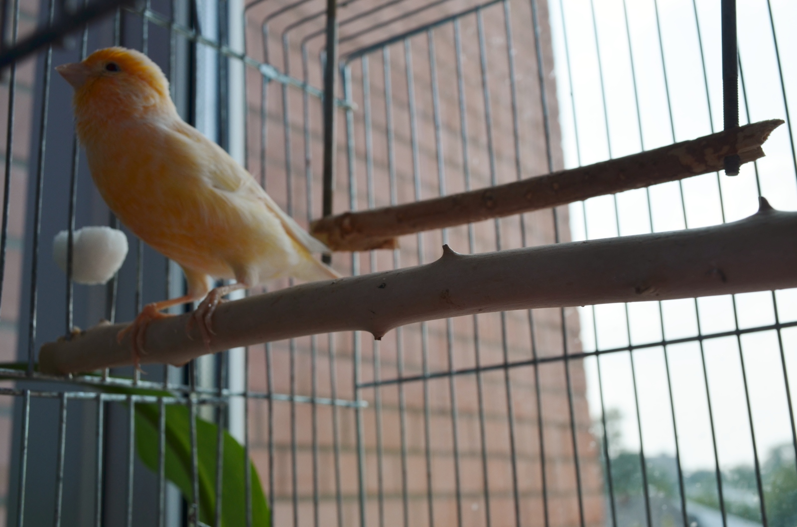 important bird - Canary, Birds, Cell, Sugar