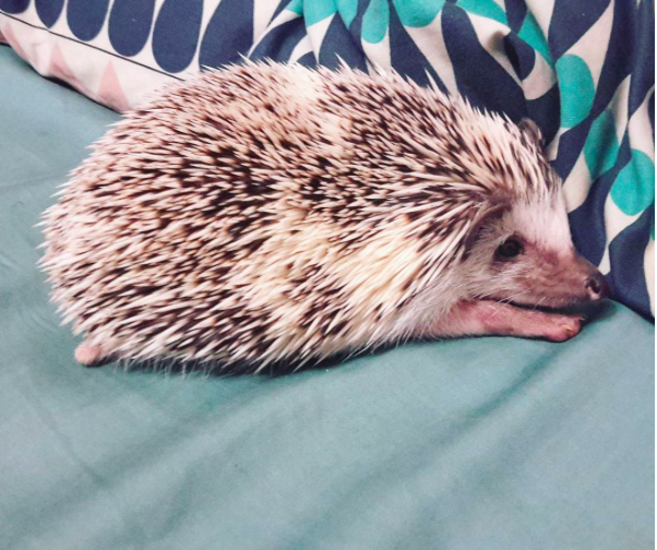 Hedgehog Gauguin. Part 2. Features of the content - My, African pygmy hedgehog, Hedgehog, Pets, , GIF, Longpost