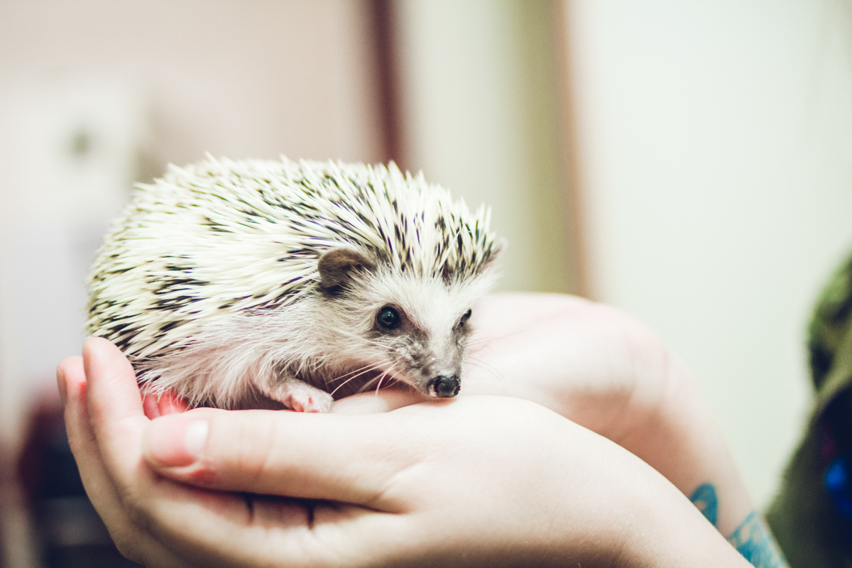 Hedgehog Gauguin. Part 2. Features of the content - My, African pygmy hedgehog, Hedgehog, Pets, , GIF, Longpost