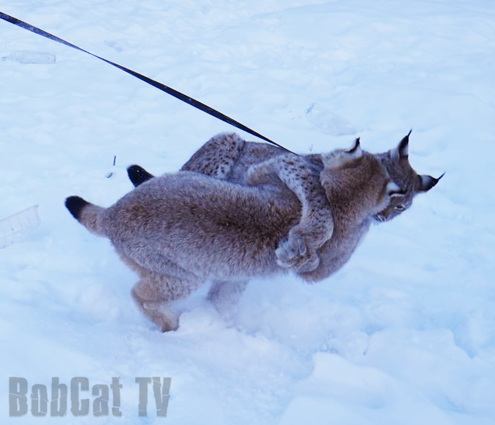 Some good shots from yesterday's walk with lynxes - My, Lynx, Katyavaleeva, Snow, Winter