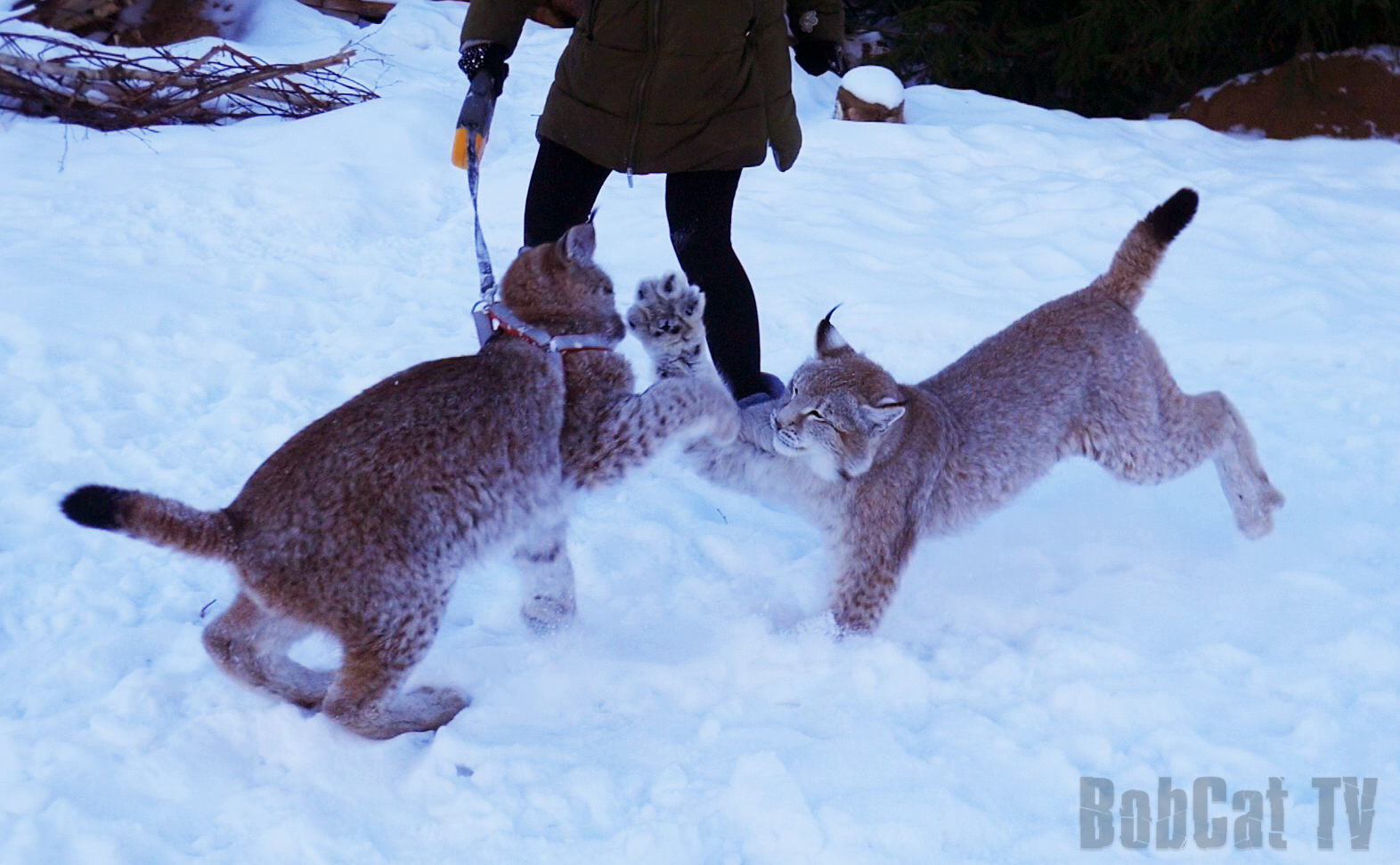 Some good shots from yesterday's walk with lynxes - Lynx, Winter, Katyavaleeva, Snow, My