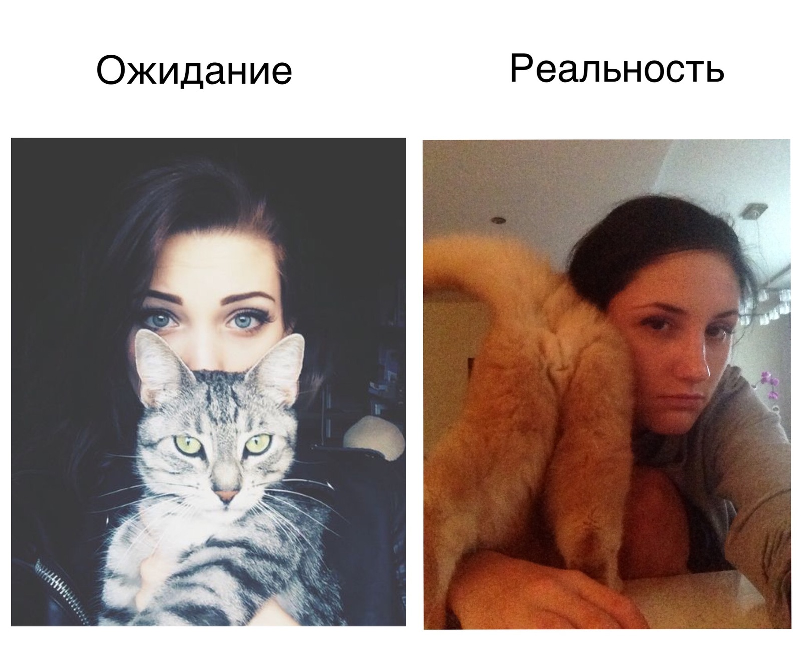 Selfie with a cat. Expectation and reality - My, cat, Selfie, Expectation and reality