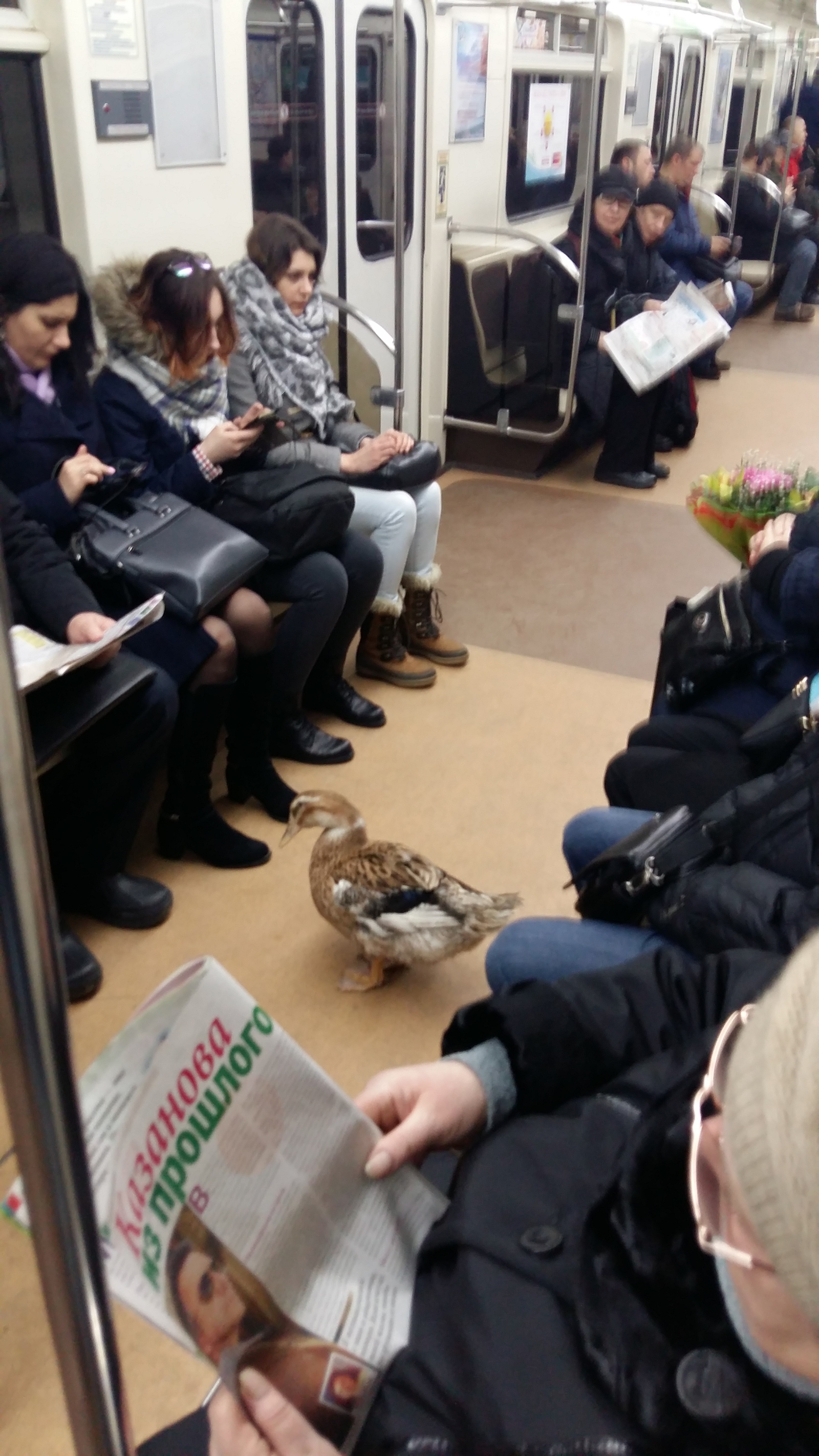 Duck in the subway - Metro, Saint Petersburg, Duck