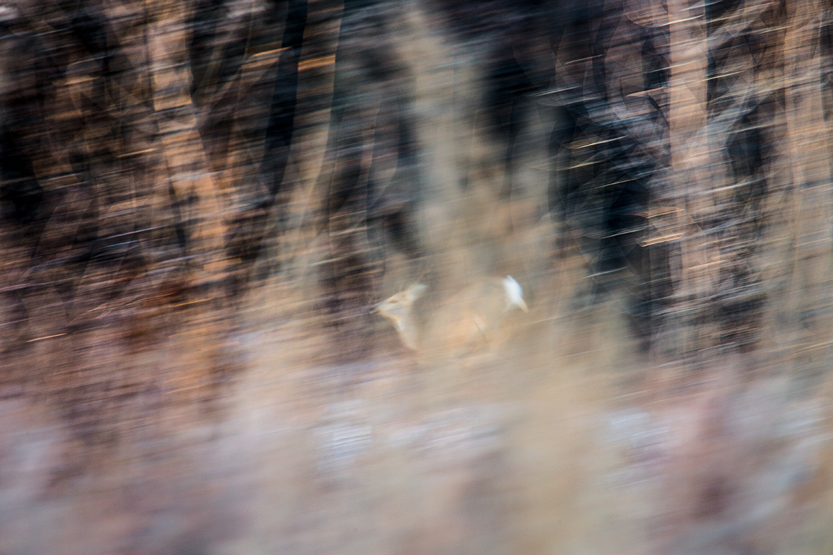 Wildlife Restoration Area - Astrakhan, Nature, Horses, Boar, Pheasant, , Longpost