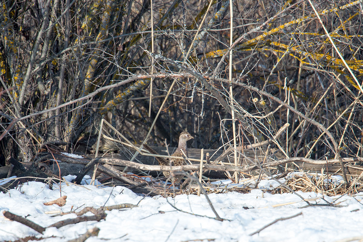 Wildlife Restoration Area - Astrakhan, Nature, Horses, Boar, Pheasant, , Longpost