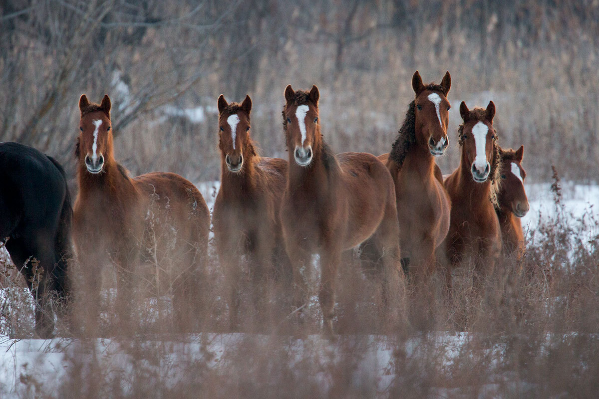 Wildlife Restoration Area - Astrakhan, Nature, Horses, Boar, Pheasant, , Longpost