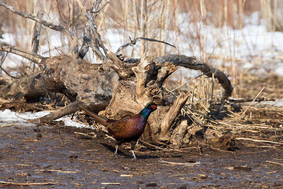 Wildlife Restoration Area - Astrakhan, Nature, Horses, Boar, Pheasant, , Longpost