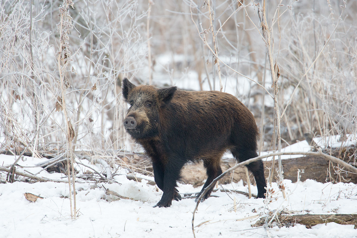 Wildlife Restoration Area - Astrakhan, Nature, Horses, Boar, Pheasant, , Longpost