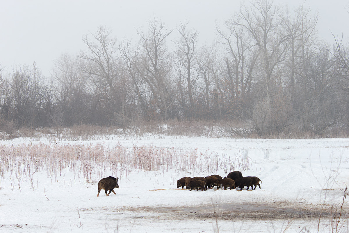 Wildlife Restoration Area - Astrakhan, Nature, Horses, Boar, Pheasant, , Longpost