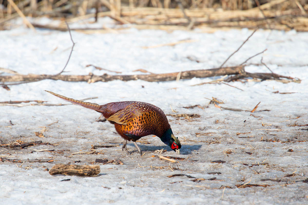 Wildlife Restoration Area - Astrakhan, Nature, Horses, Boar, Pheasant, , Longpost