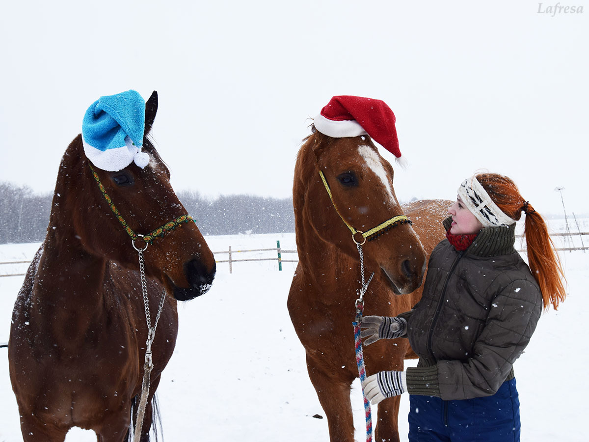 Confessions of a new horse owner - My, Horses, Horses, Animals, Stable, The photo, Longpost, Video, Shelter