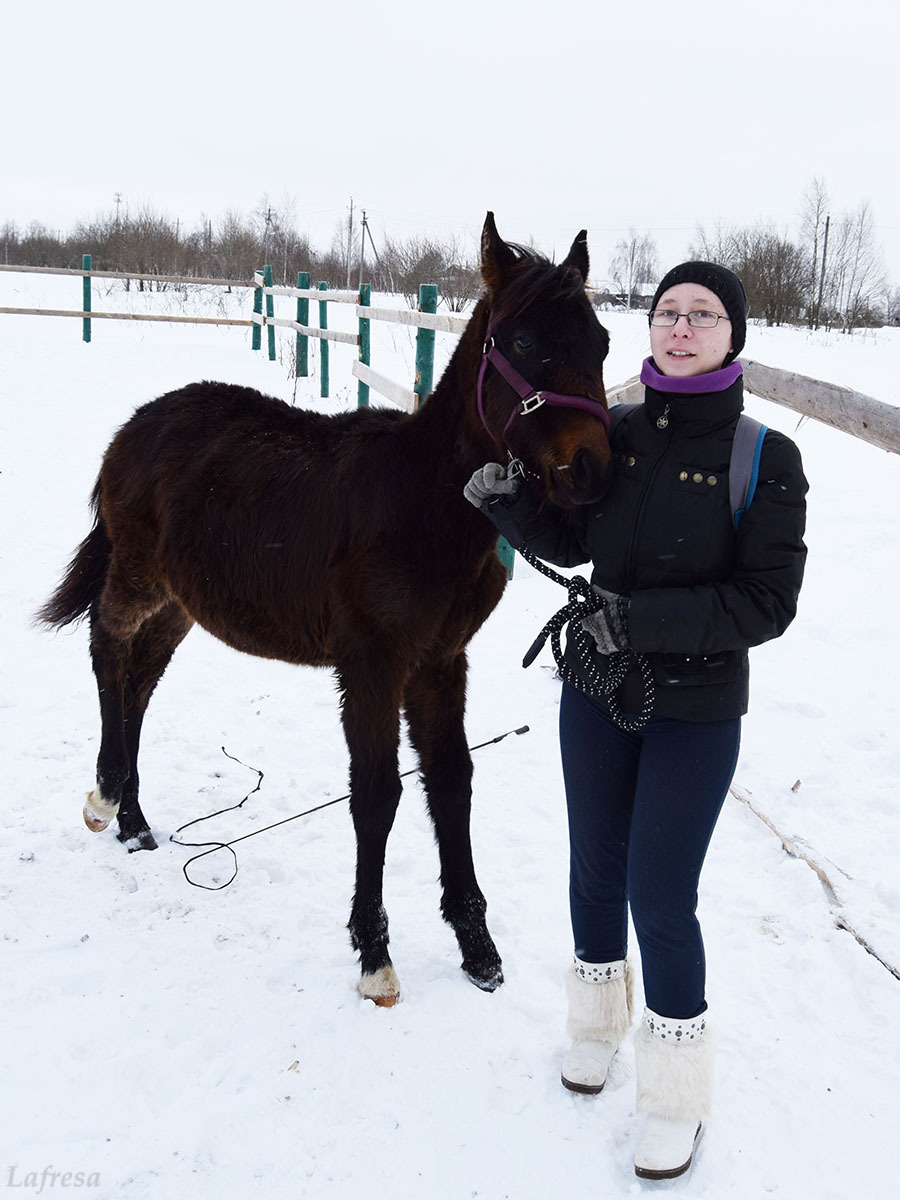 Confessions of a new horse owner - My, Horses, Horses, Animals, Stable, The photo, Longpost, Video, Shelter