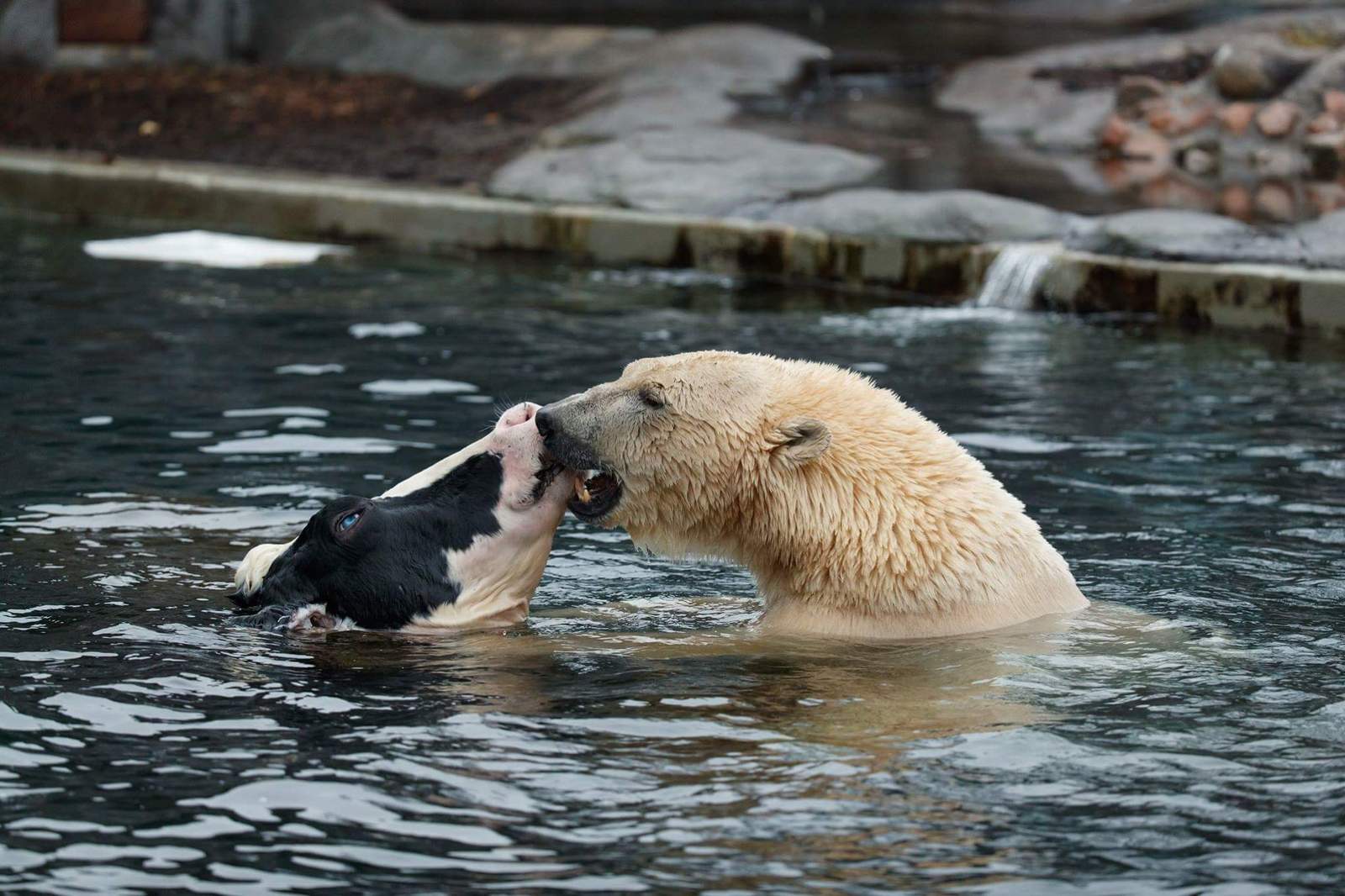 Love at first sight - The photo, The Bears, Cow