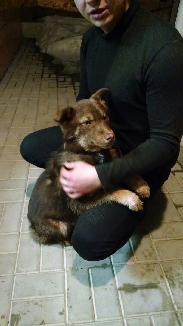 Found dog!!Arzamas - My, The dog is missing, Arzamas, Dog, Puppies, Longpost, Found a dog