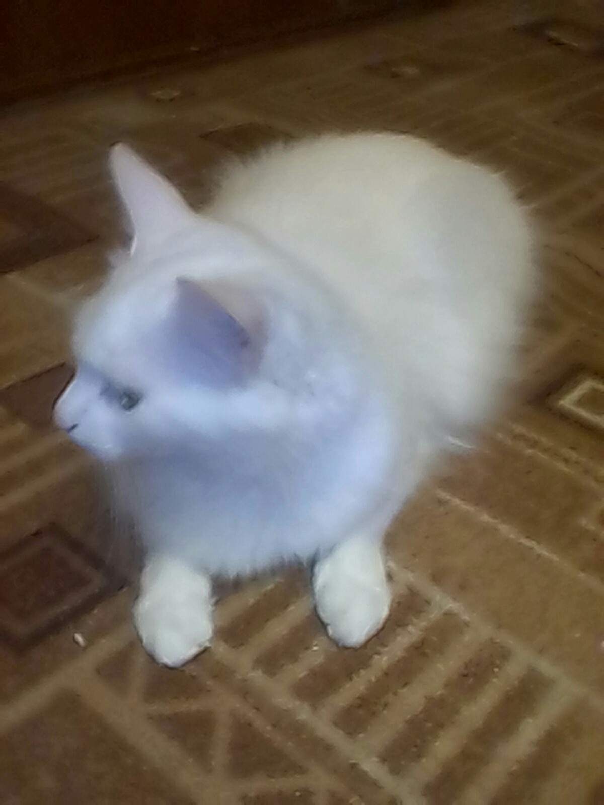 Snowball))) - My, , , Longpost, cat