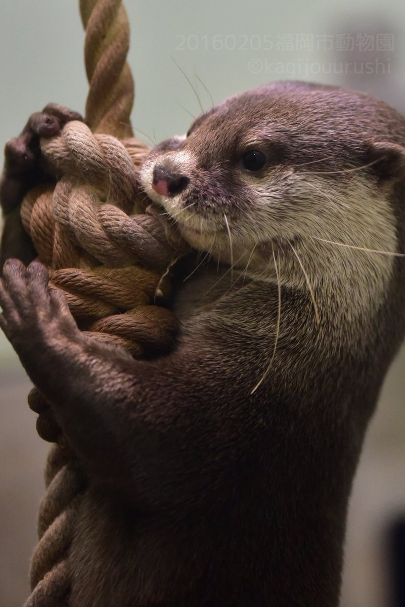 Hugs - Otter, Otters, Animals