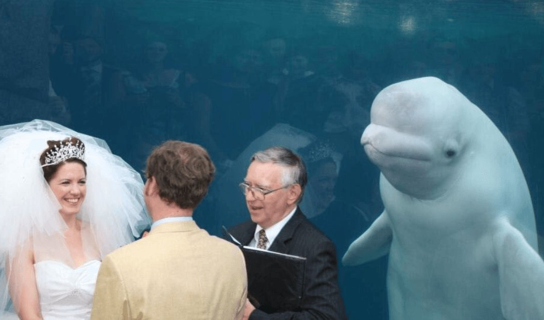 A wedding photo of a newlyweds with a beluga whale blew up the Internet and became a new meme - My, Memes, Rzhaka, The photo, Funny photo, Humor, Nichosi, Belukha, 