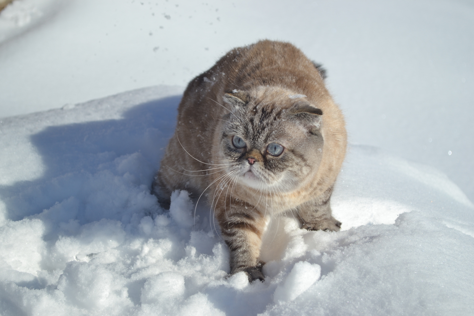 Cat photoset with the last snow - My, cat, Scottish lop-eared, Snow, Winter, Spring, Longpost