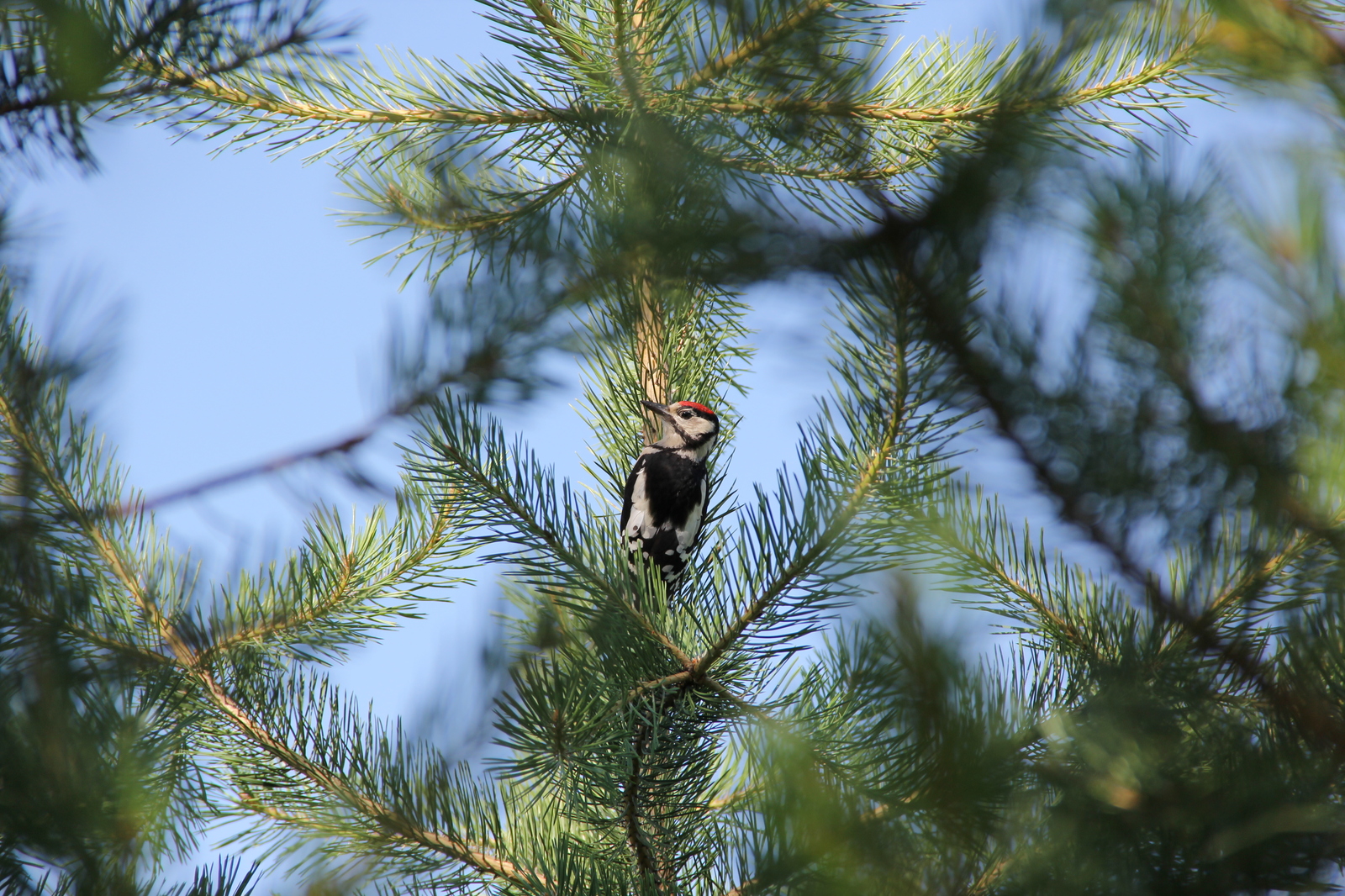 woodpecker - My, The photo, Birds, Woodpeckers