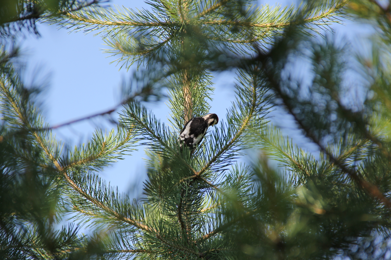 woodpecker - My, The photo, Birds, Woodpeckers