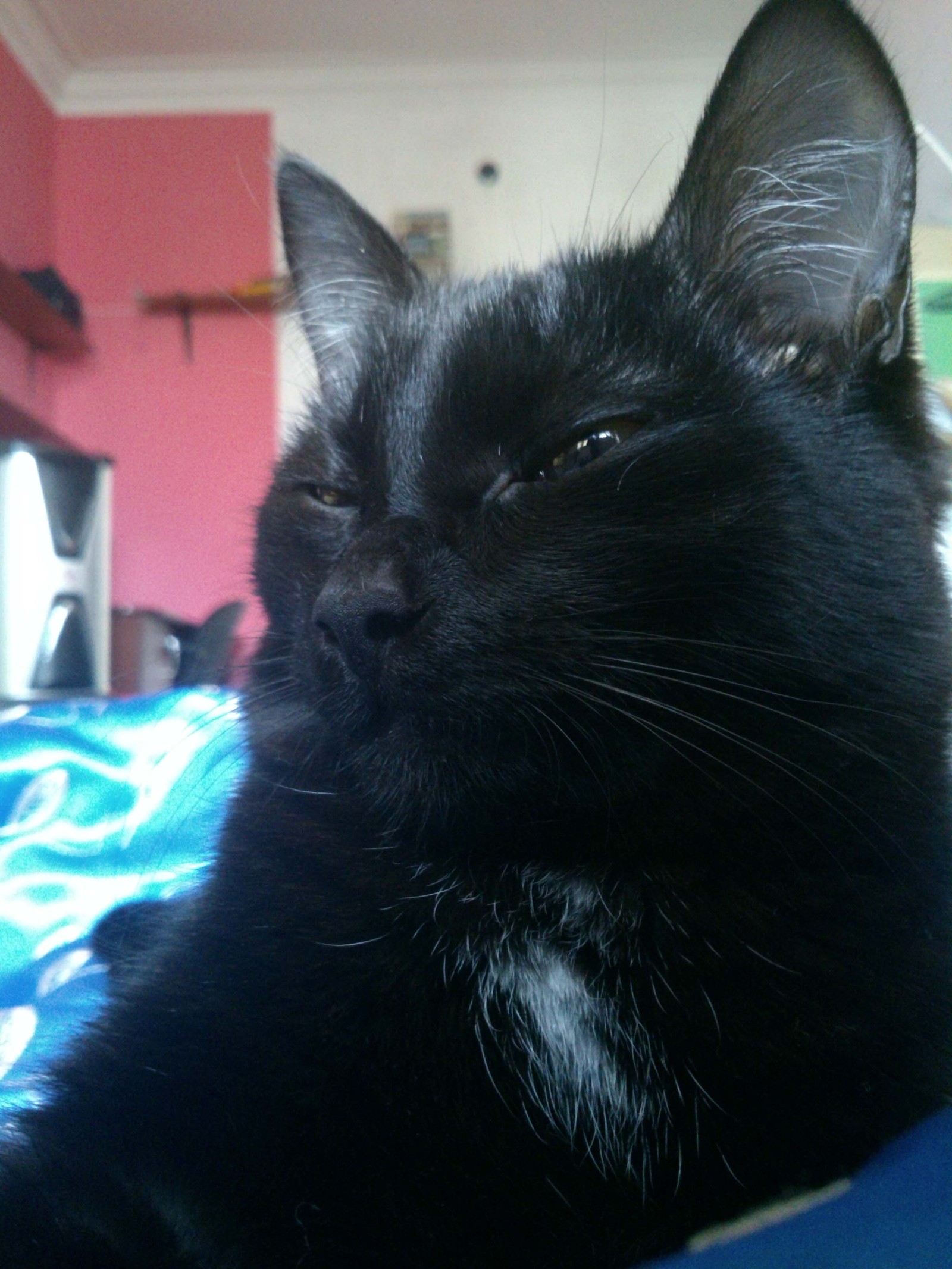 Котики | Пикабу