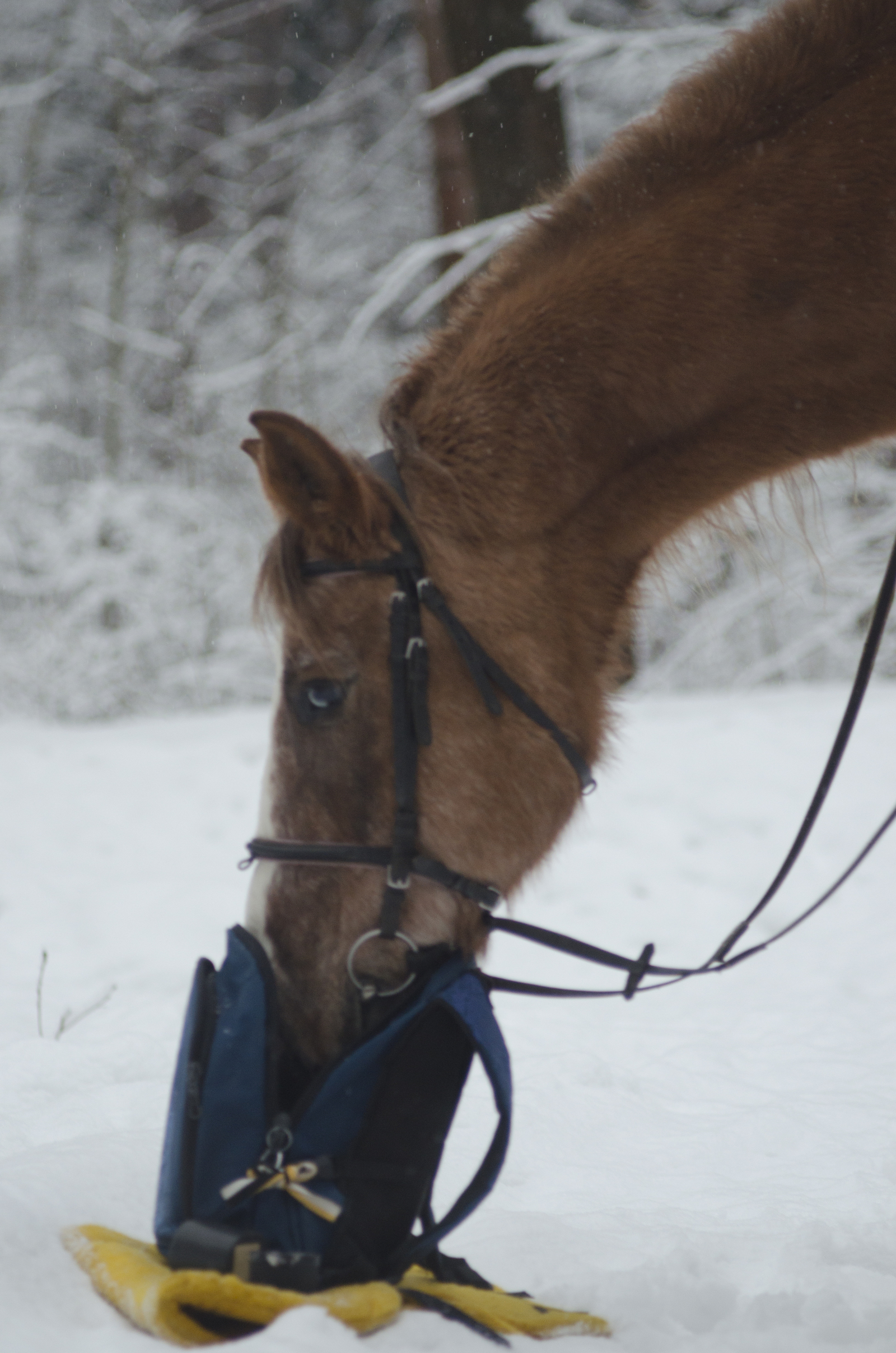 Soooo, what do we have here? - My, Horses, Impudence