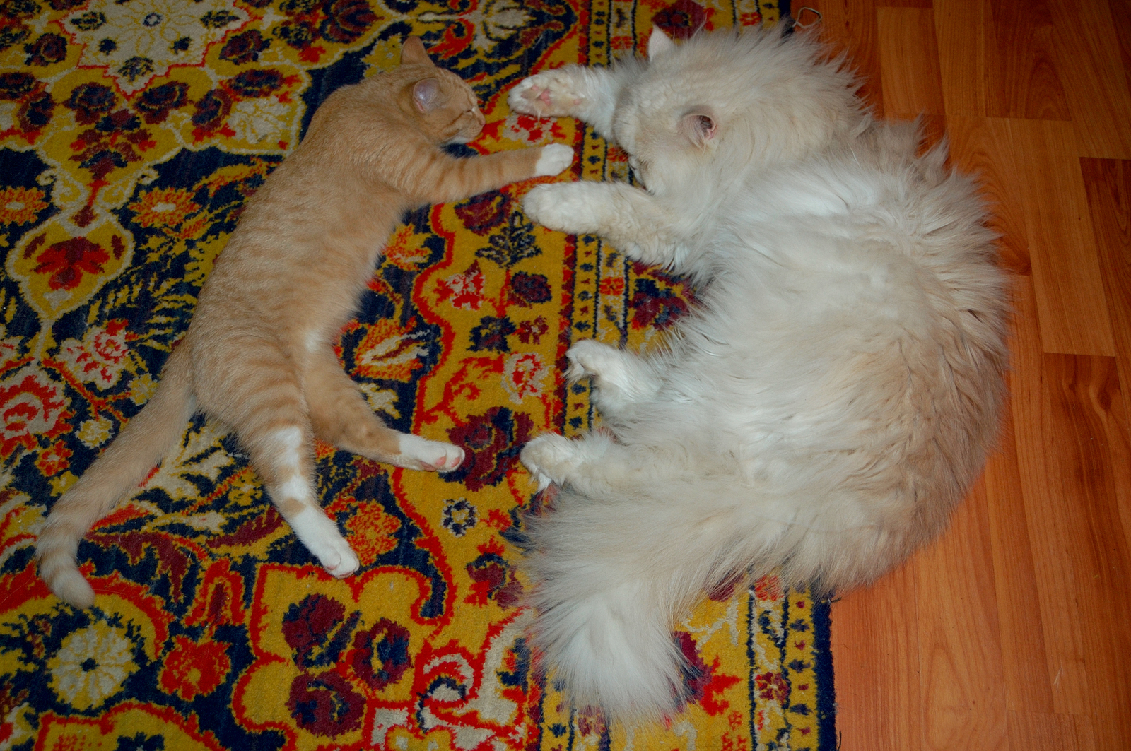 Carrot and Marquis - My, cat, Softness, Animals, Longpost