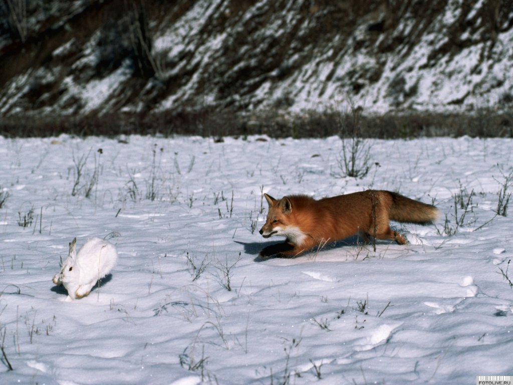 Fox hunting ^^ - The photo, Fox, Fyr, Hare