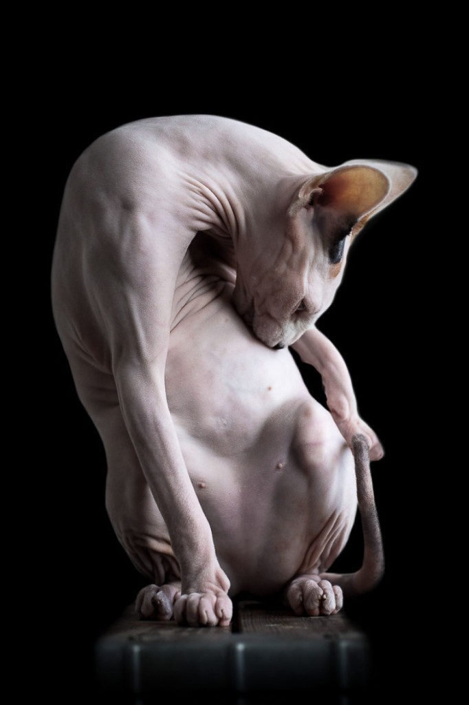 Cats get naked too - Sphinx, cat, The photo, Longpost