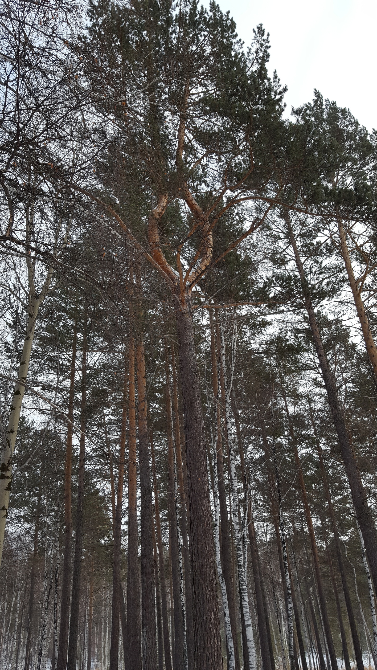 Eye of Sauron :D - My, Lord of the Rings, Sauron, Nature, Humor